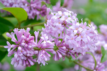Lilac shrub flower blooming in spring garden. Common lilac Syringa vulgaris bush