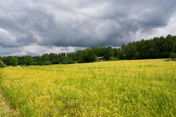 Gerstenfeld im Sommer bei aufziehendem Gewitter in Süddeutschland