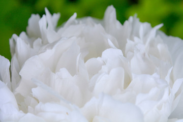 Close up beautiful blooming white peony in garden. Fluffy white peon petals