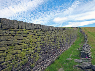 Fototapeta na wymiar a perspective view along a large moss covered dry stone wall separating grass meadows in yorkshire dales countryside between colden and heptonstall in calderdale with white clouds