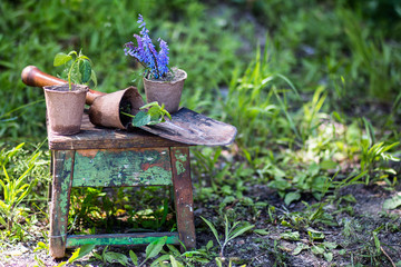Seedling of sweet pepper and flowers with a garden shovel on an old wooden stool in sunny spring day in a garden
