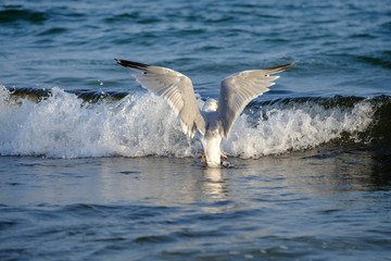 Silbermöwe (Larus argentatus) vor Brandungswelle