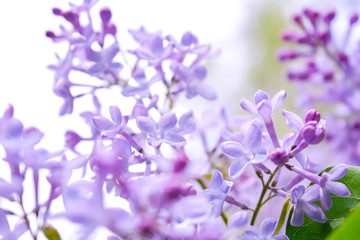Fototapeta na wymiar Lilac shrub flower blooming in spring garden. Common lilac Syringa vulgaris bush