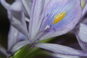 Close up macro of attractive Eichhornia crassipes flowers, commonly known as common water hyacinth.lavender color flower.
