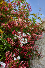exotic flowers near stone wall
