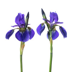Violet flowers iris isolated on white background.