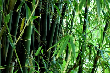 Fototapeta na wymiar Bamboo canes forest by jungle