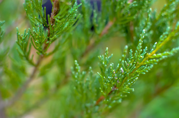 Juniper tree branch texture green needle background defocused close-up
