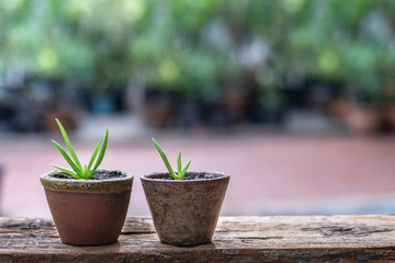 Aloe vera pot plants on wooden table, natural skin therapy concept