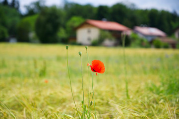 Mohn im Gerstenfeld in schöner Sommerlandschaft