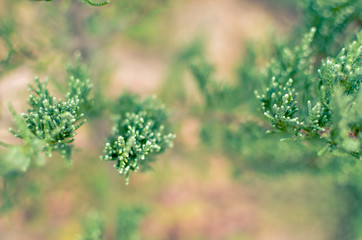 Juniper tree branch texture green needle background defocused close-up