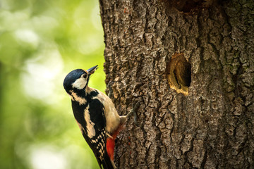 Fototapeta premium Great spotted woodpecker