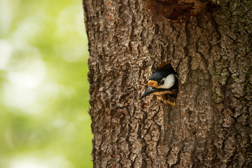 Great spotted woodpecker in nest hole