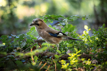 Eurasian Jay in forest