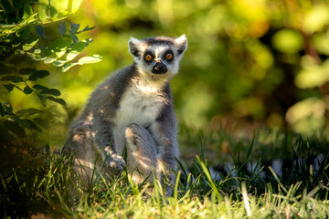 Fototapeta premium lemur kata