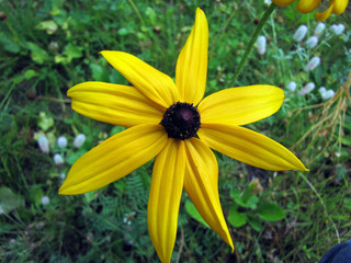 yellow flower in the garden