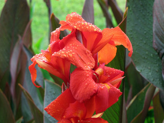 red flowers in the garden