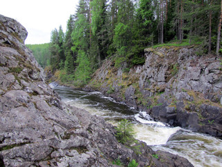 mountain stream in the forest