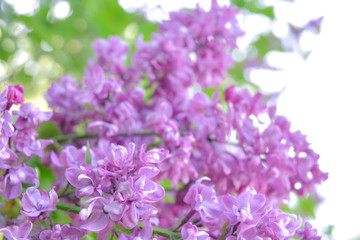 Plakat Lilac shrub flower blooming in spring garden. Common lilac Syringa vulgaris bush