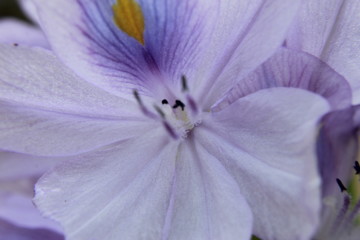 Closeup of  Water Hyacinth (Eichhornia crassipes) flower.