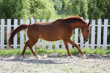 Beautiful healthy youngster canter against white paddock fence