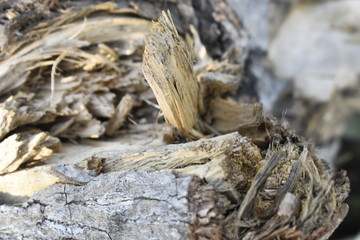 Texture wood nature barks tree
