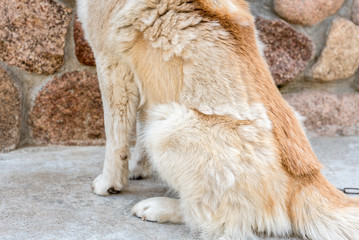 Shedding dogs. Concept of spring moulting dogs.