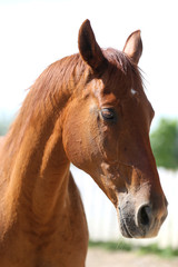 Portrait of a beautiful young purebred horse on a hot summer day