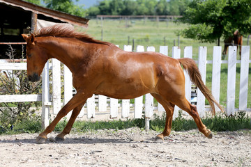 Beautiful young chestnut colored horse galloping in the corral summertime