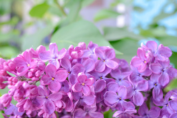 Naklejka na ściany i meble Lilac shrub flower blooming in spring garden. Common lilac Syringa vulgaris bush