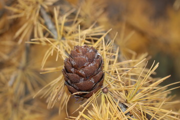 pine cone on a larch