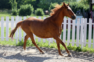 Naklejka na ściany i meble Beautiful young chestnut colored horse galloping in the corral summertime