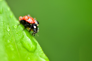Macrophotography of large and red with black dots ladybug sitting on a plant afrer rain in the garden.