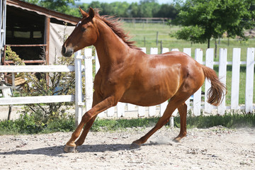 Beautiful young chestnut colored horse galloping in the corral summertime