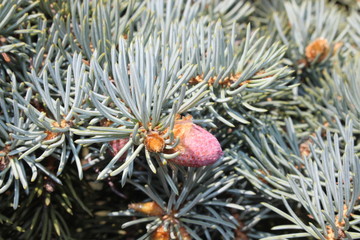 pine branch with cones