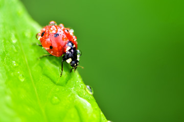 Macrophotography of large and red with black dots ladybug sitting on a plant afrer rain in the garden.