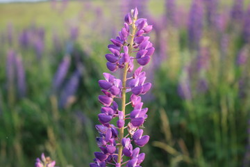 purple flowers