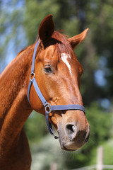 Head of a beautiful young sport horse in the corral summertime outdoors