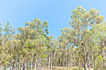 Natural forest with huge trees and grass.