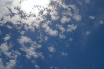 Blue sky with cumulus clouds in the sun and soaring birds.