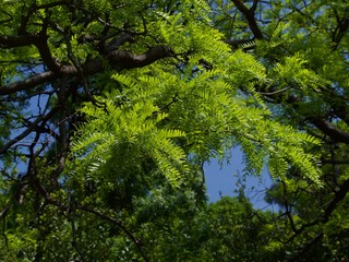 Obraz premium Ij petry, trees in Vorontsovsky park in Crimea,