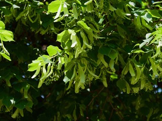 Ij petry, trees in Vorontsovsky park in Crimea,