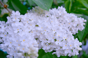 White Lilac shrub flower blooming in spring garden. Lilac Syringa vulgaris bush