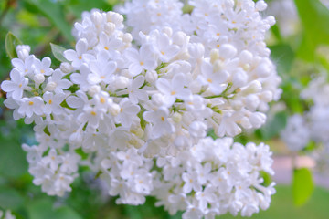 White Lilac shrub flower blooming in spring garden. Lilac Syringa vulgaris bush