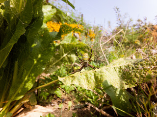 Top view of a garden spider sitting in it's web
