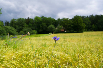 Gerstenfeld im Sommer bei aufziehendem Gewitter in S&uuml;ddeutschland