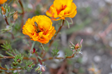 Colorful Purslane flowers in the garden with a bee. Orange moss rose, Portulaca, or Purslane background.