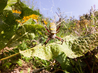 Top view of a garden spider sitting in it's web