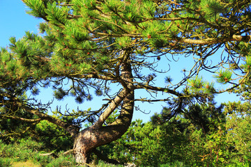 Fototapeta na wymiar Twisted pine with green branches grows on sandy ground