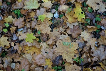 autumn leaves background